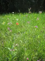 20080724_6155.webp