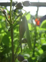 20080705_5938.webp