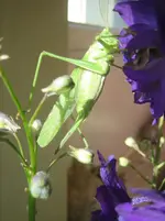 20080705_5939.webp