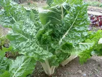 Silverbeet.webp