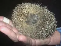 Igel.webp