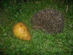 Igel (1).jpg