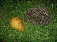 Igel (1).webp