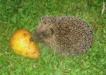 Igel (2).jpg