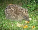 Igel (3).jpg