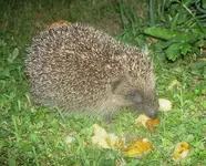 Igel (3).webp