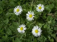 Gaensebluemchen.webp