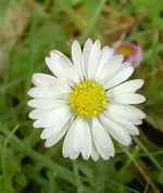 Gaensebluemchen v (2).webp