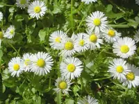 Gaensebluemchen v (3).webp