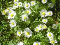 Gaensebluemchen v (4).webp