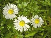 Gaensebluemchen v (5).webp
