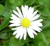 Gaensebluemchen v (6).webp