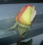 Rosenknospe.webp