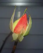 Rosenknospe (1).webp