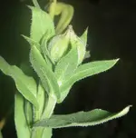 Ringelblumenknospe.webp
