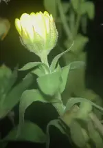 Ringelblumenknospe (2).webp