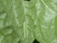Raupe an Tomate.webp