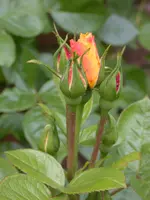 DSCN6614.webp
