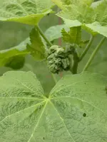 DSCN6634.webp