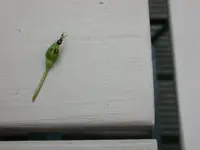DSCN6635.webp