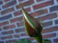 Cremefarb.Rose.webp