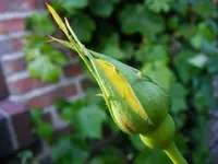 Gelbe Rose.webp