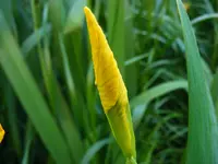 Wasserlilie.webp