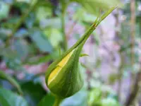 Gelb Rose.webp