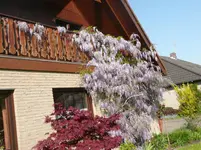 Blauregen.webp