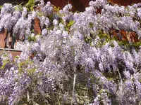 Ausschnitt Blauregen.webp