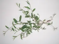 P6120319_forum.webp