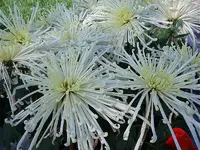 800px-ChrysanthemumMorifolium5.webp