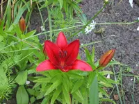 SA500248.webp