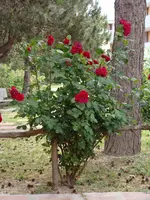 234.webp