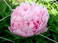 4567.webp
