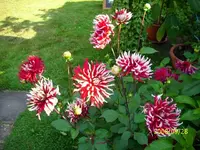 Dahlie.webp