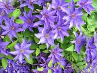 k-Clematis.webp