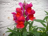 k-DSCI0162.webp
