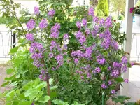k-Mond Violen.webp
