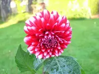 Ball Dahlie.webp