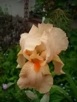 k-Iris apricot.webp