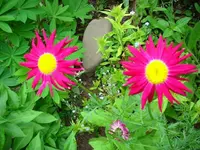 k-Margarite.webp