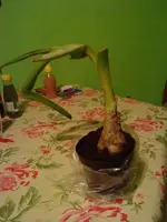 DSC00043.webp