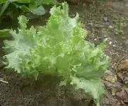 Salat.webp