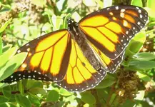 Monarch.webp