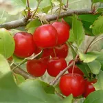 Crabapple.webp