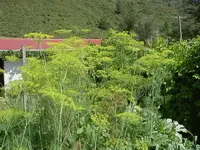 Dill.webp