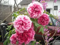 DSCN0410.webp