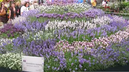lavendel.webp