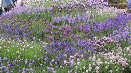 lavendel (2).webp